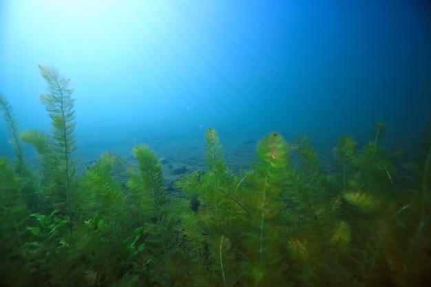 paisaje verde bajo el agua / naturaleza lago ecológico subacuático, buceo salvaje