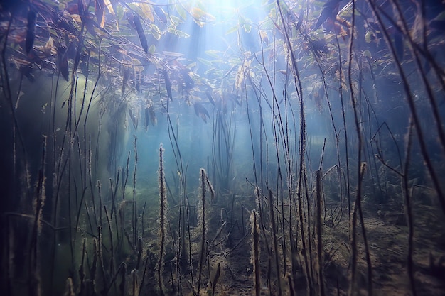 paisaje verde bajo el agua / naturaleza lago ecológico subacuático, buceo salvaje