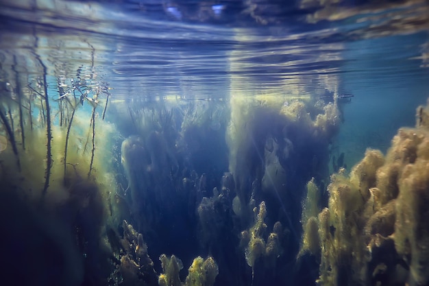 paisaje verde bajo el agua / naturaleza lago ecológico subacuático, buceo salvaje