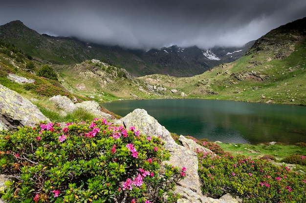 Paisaje verde de alta montaña con flores violetas en primer plano y lagos. día con nubes Andorra