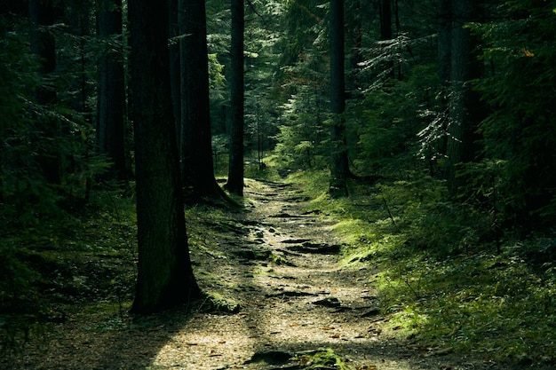 Paisaje verde con árboles y camino.