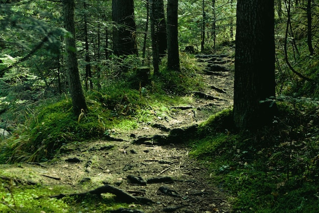 Paisaje verde con árboles y camino.