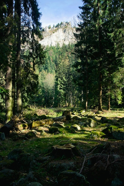 Paisaje verde con árboles y montañas.