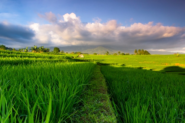 el paisaje verde de los arrozales indonesios