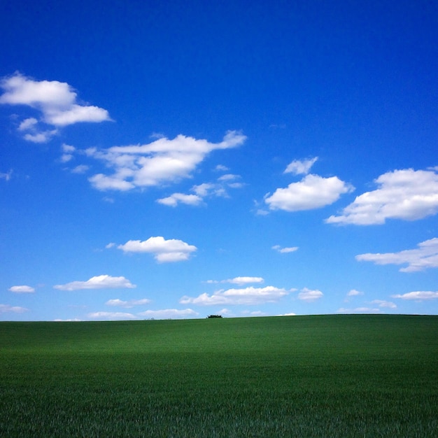 Foto paisaje verde contra el cielo