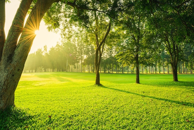 Paisaje verde golf y prado con rayo de sol en la mañana