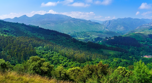 Paisaje verde con helechos en primer plano y vista aérea de la montaña