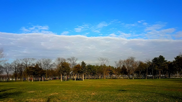 Paisaje verde del parque