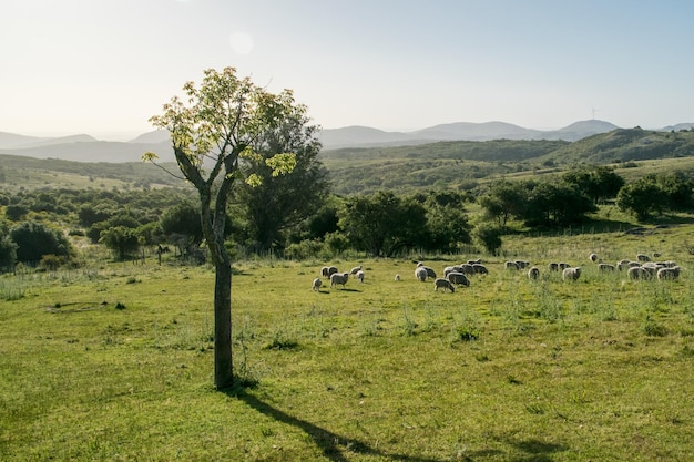 Paisaje verde rural con un montón de ovejas