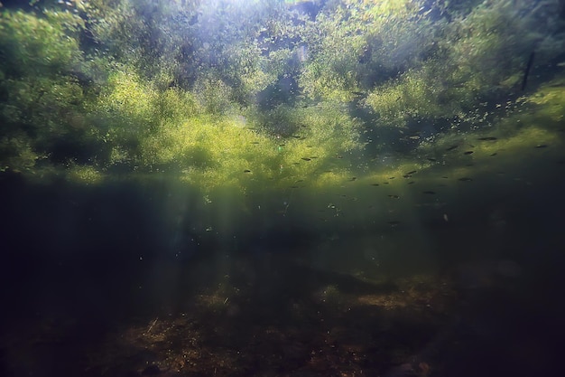 paisaje verde submarino de agua dulce / paisaje submarino del ecosistema del lago, algas, agua verde, agua dulce