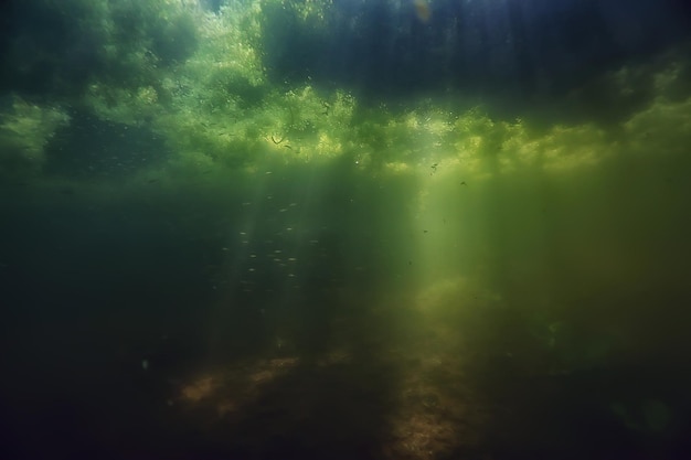 paisaje verde submarino de agua dulce / paisaje submarino del ecosistema del lago, algas, agua verde, agua dulce