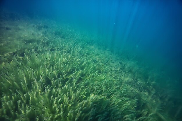 paisaje verde submarino / naturaleza eco ecología submarina lago, buceo salvaje