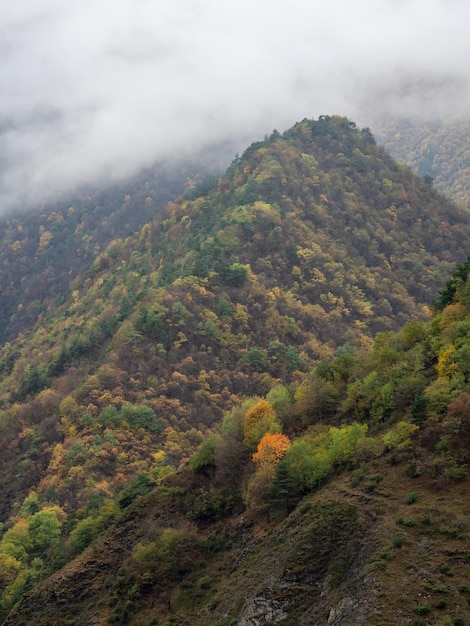 Paisaje vertical atmosférico con árboles de coníferas en una colina pedregosa en nubes bajas en clima lluvioso Niebla densa en un bosque oscuro bajo un cielo nublado Paisaje misterioso con bosque de coníferas en una espesa niebla