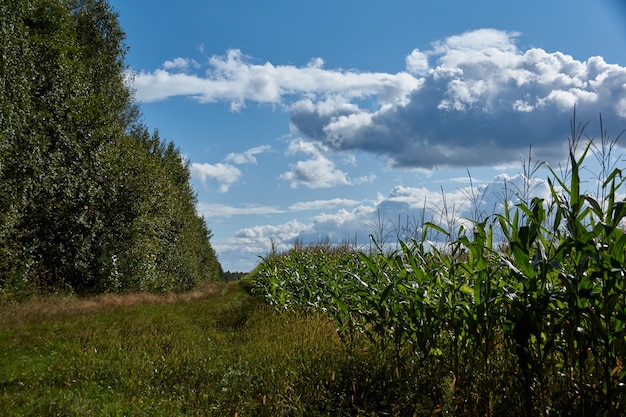 Paisaje de un viaje al bosque en busca de setas. Septiembre de 2021.