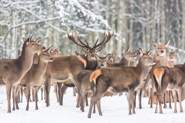 Paisaje de vida silvestre de invierno con nobles ciervos