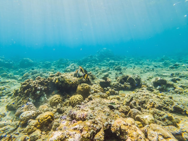 Paisaje de vida submarina Banco de peces en el océano de arrecifes de coral bajo el agua