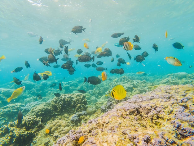 Paisaje de vida submarina Banco de peces en el océano de arrecifes de coral bajo el agua