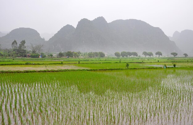 Paisaje de Vietnam Campos de arroz y torres cársticas en el monzón