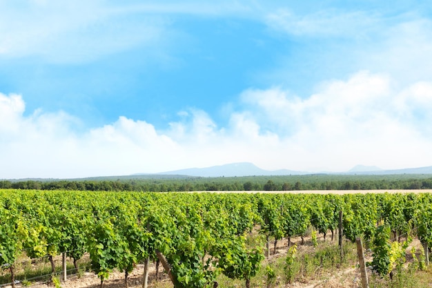 Foto paisaje de viña