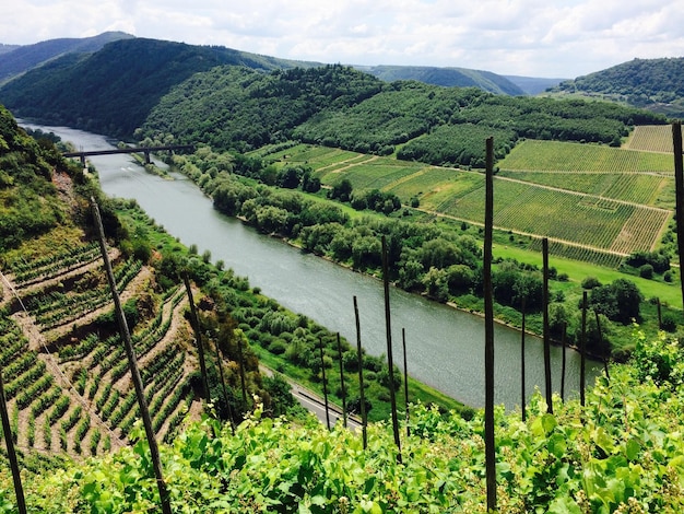 Foto paisaje de un viñedo en una colina
