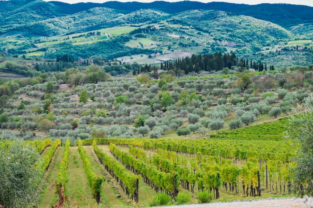 Paisaje de viñedos y aceitunas de Toscana, Italia