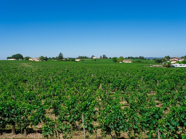 Paisaje de viñedos cerca de la región de Saint Emilion Burdeos Francia