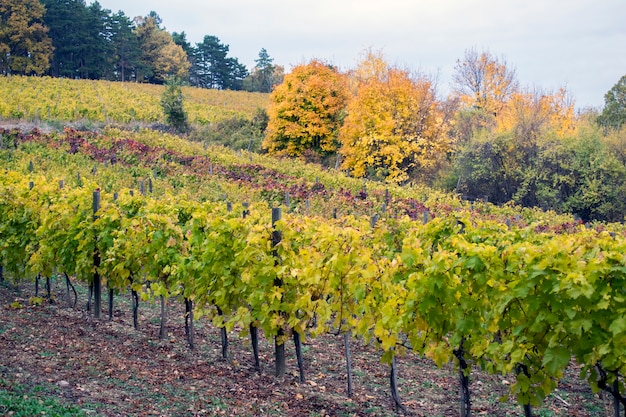 Paisaje con viñedos de otoño y uva orgánica en ramas de vid