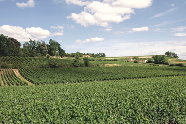 Paisaje de viñedos en el pueblo francés de St Emilion