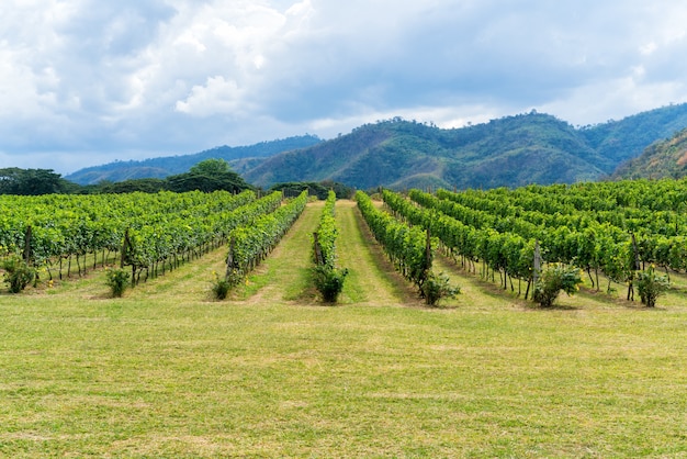 Paisaje de viñedos y uvas en Francia