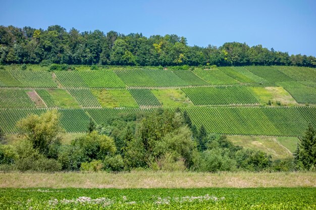 El paisaje de los viñedos