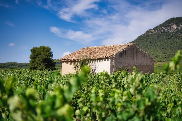 Paisaje de viñedos.