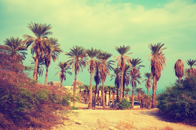 Paisaje vintage con palmeras datileras en la Reserva Ein Gedi en Israel