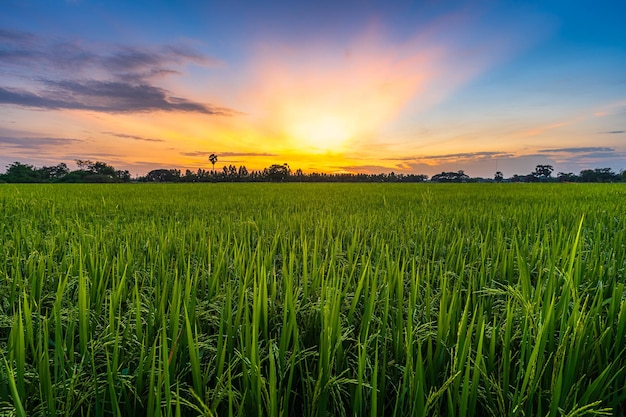 Paisaje de la vista panorámica de la hierba verde del campo de arroz con el campo de maíz o en la cosecha de la agricultura del país de Asia con nubes mullidas fondo de la tarde del atardecer del cielo azul.