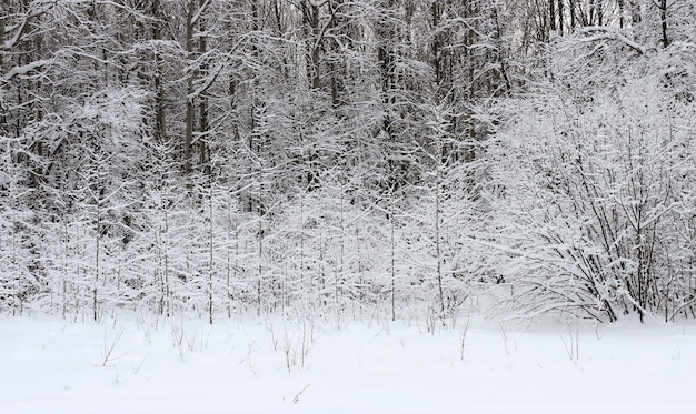 Paisaje con vistas al bosque de invierno cubierto de nieve