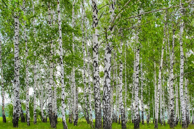 Paisaje con vistas a un bosque de abedules verdes de primavera