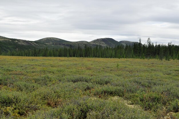 Paisaje Yakutian tundra