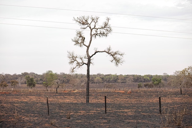 paisaje de zona rural de pastizales secos recién quemados