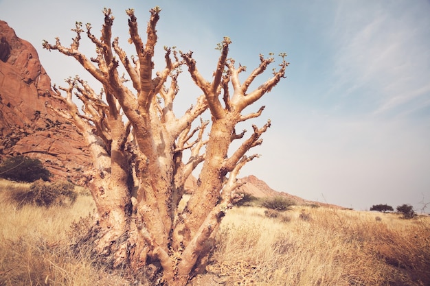 Foto paisajes africanos - arbusto amarillo caliente, árboles y cielo azul. antecedentes africanos conceptuales.