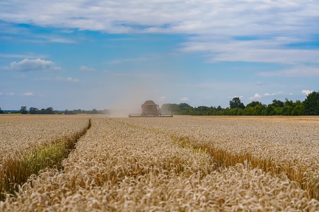 Paisajes amarillos de cereales y trigo. Recolección de luz solar agrícola.