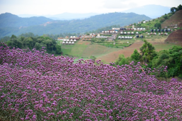 Paisajes de flor de verbena púrpura en mon jam famosa hermosa montaña en Chiangmai Tailandia