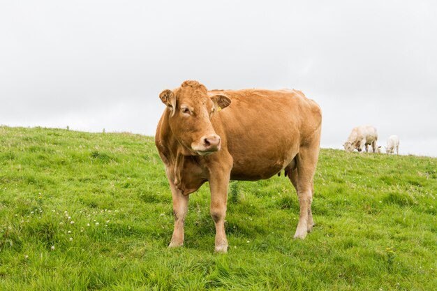 Paisajes de Irlanda, vacas pastando cerca de los acantilados de moher