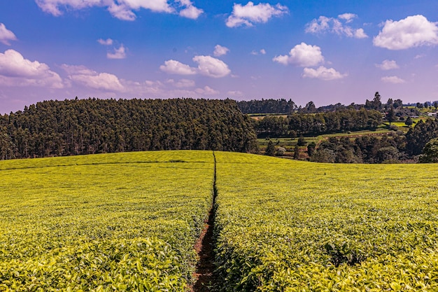 Paisajes de Kenia Árboles Granja de té Agricultura Campo Plantaciones Carretera Carretera Condado de Limuru Kiambu Kenia Ea