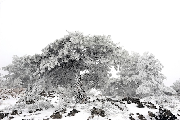 Paisajes nevados del interior de granada españa