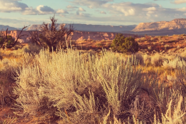 Foto paisajes de la pradera