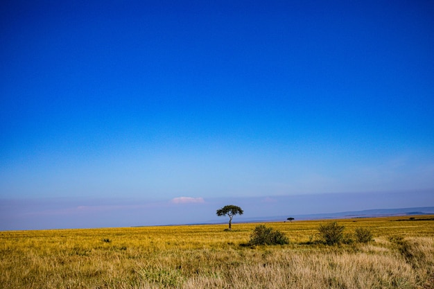 Foto paisajes sabana pastizales reserva nacional masai mara parque condado narok kenia áfrica oriental