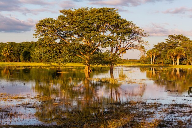 Paisajes tropicales inundados al atardecer