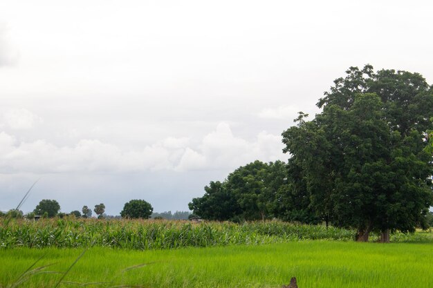 Foto paisajesxahierbaxaárbol grande