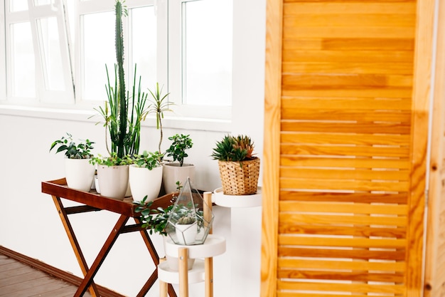 Foto paisajismo del apartamento y la oficina, plantas de interior, macetas, iluminación.