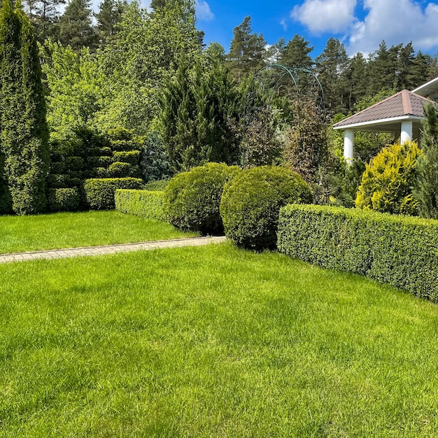 Foto paisajismo de jardín, césped verde, plantas perennes decorativas y concepto de jardinería de boj en forma