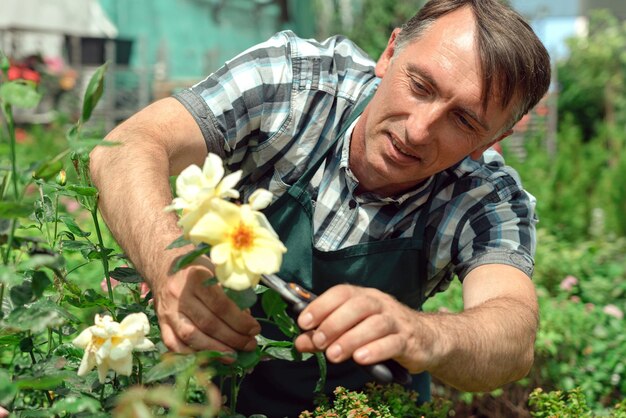 Paisajismo jardinero y cuidado de hermosas rosas.